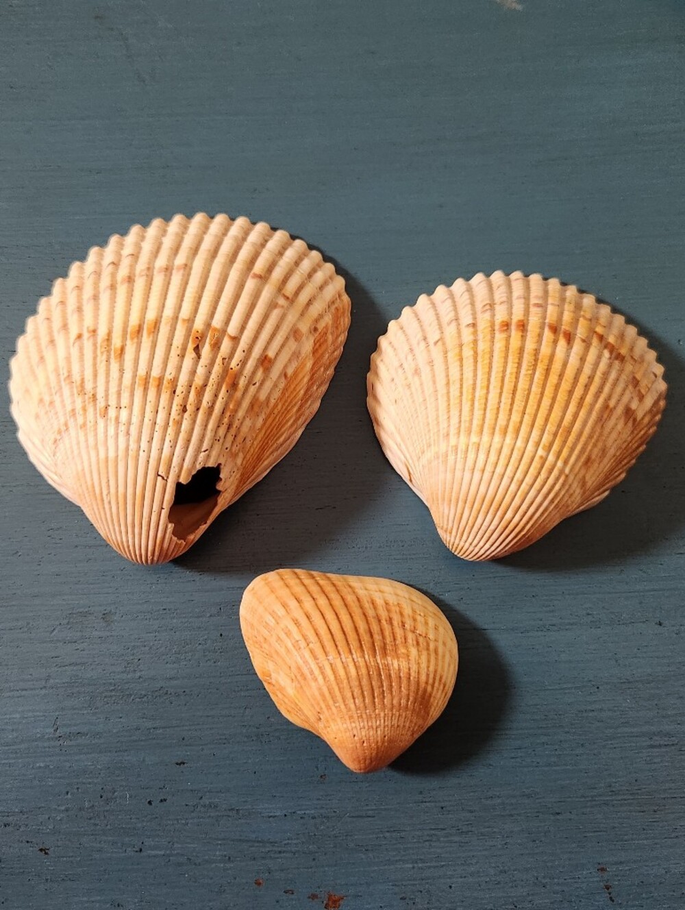 Natural Sea Shell Bundle